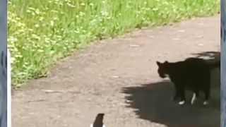 New One Funny animals - Funny cats / dogs - Funny videos ???? - ???? ???? Bast laugh part2