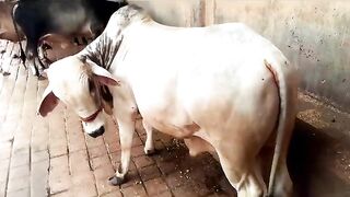 KARACHI BUFFALO RATE 1 THOUSAND 80 HUNDRED