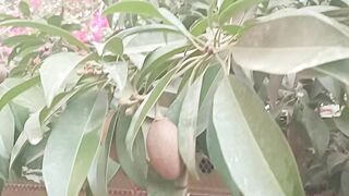 Fruit Tree Chekoo