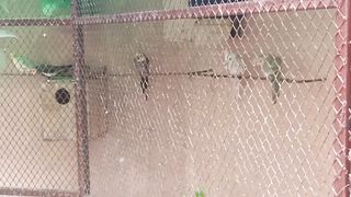 Birds of small size