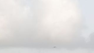 Crows in action
