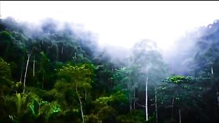 Relaxing Nature Video