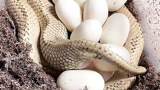 snak eigs