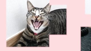 Cat funny 15