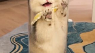 Kitten, grow up quickly