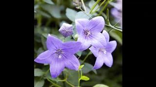 Lovely Flowers