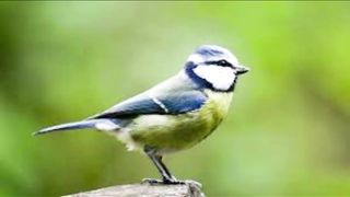 Lovely Birds 2