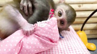 Funny monkeys 2