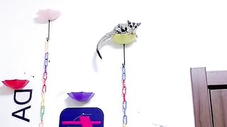 Cute sugar glider fly