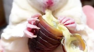 Cute sugar glider eat cheese bug