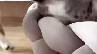 Unbelievable video of cat and dog friendship