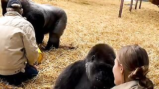GORILLA LOVE WENT VIRAL