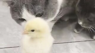 Caring cat and the baby chicken