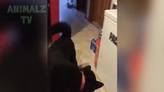 funny cat 29