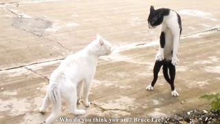 funny cat 30