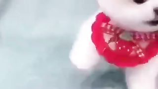 cute doggy