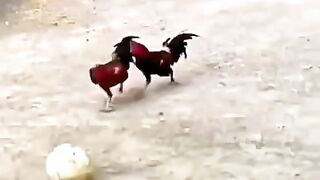 Sepakbola Ayam