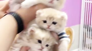 Hakimi Hakimi Little Milk Cat is so cute# Baby Cat # Cat # Cute Little Cat