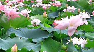 nature flowers and naat #nature #bird #naat