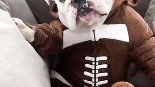 cute doggy 2