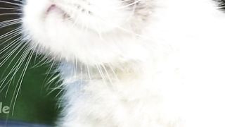 When rabbits turn into cats, pets change faces
