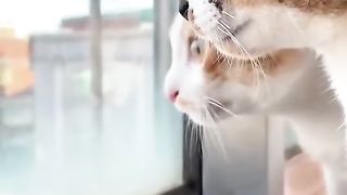 THE ACTION MINDED CAT AND THE WEAK MINDED CAT