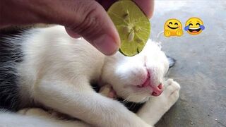 Funny Animal Videos 2023 ???? - Funniest Dogs and Cats Videos 2
