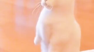 ТікТок 34