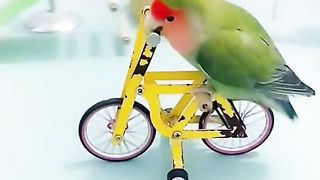 ТікТок 35