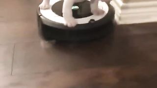 Funniest Doggos Ever ???? Best Funny Dog Videos Compilation (2023) 2