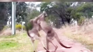 New One Funny animals - Funny cats / dogs - Funny videos ???? - ???? ???? Bast laugh part3