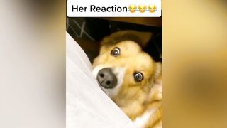 Dog Reaction to Cutting Cake ???? - Funny Dog Cake Reaction Compilation | Pets House 6