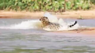 Animal life 2
