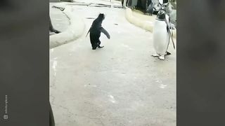 funny animals 46