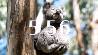 6 minutes animal