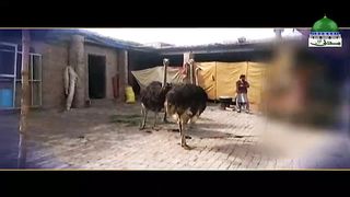 Shutar Murgh Ki Khoosusiyat