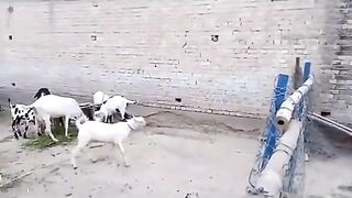 Funny vedio 44