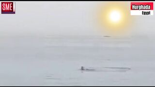 Vladimir Popov's Brush with Death: The Shark Attack Story