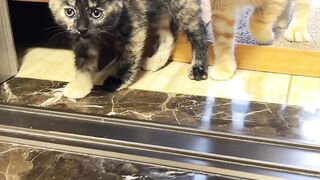 When the kitten first sees a dog, it's so cute and funny