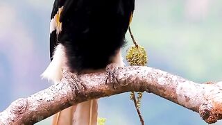 birds lovers, nature and tasbih #bird #nature