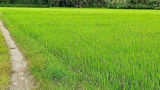 This Is rice plants