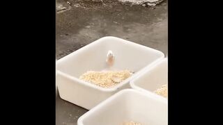 cute baby animals videos compilation cute moments