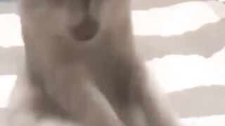 Funny cats
