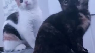 Cute Animal TikToks That Need to Be Petted ❤️️.mp