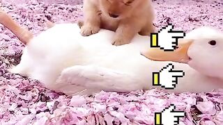 Cute puppies