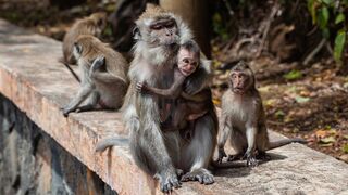 feeding to-100-monkeys-in-need