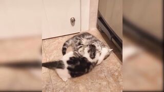 Cute cats