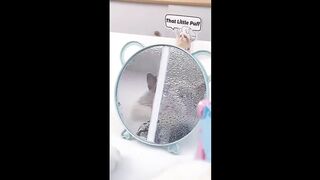 Cats make food 2022 That Little Puff Tiktok Compilation #54