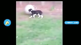 Funny Animals