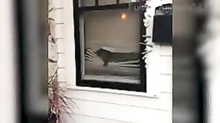 Try not to laugh